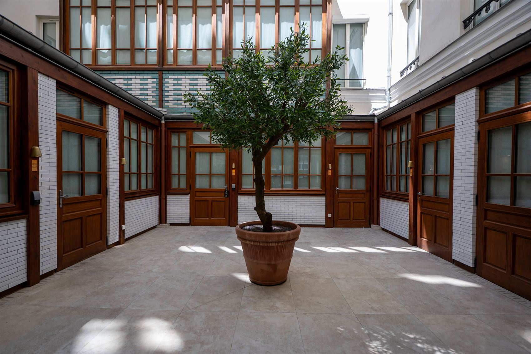 Cour-jardin, olivier en pleine lumière